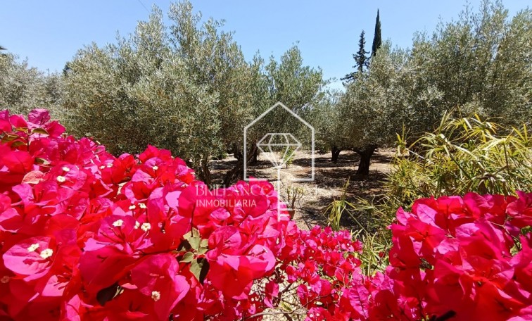 Revente - country house - Albatera